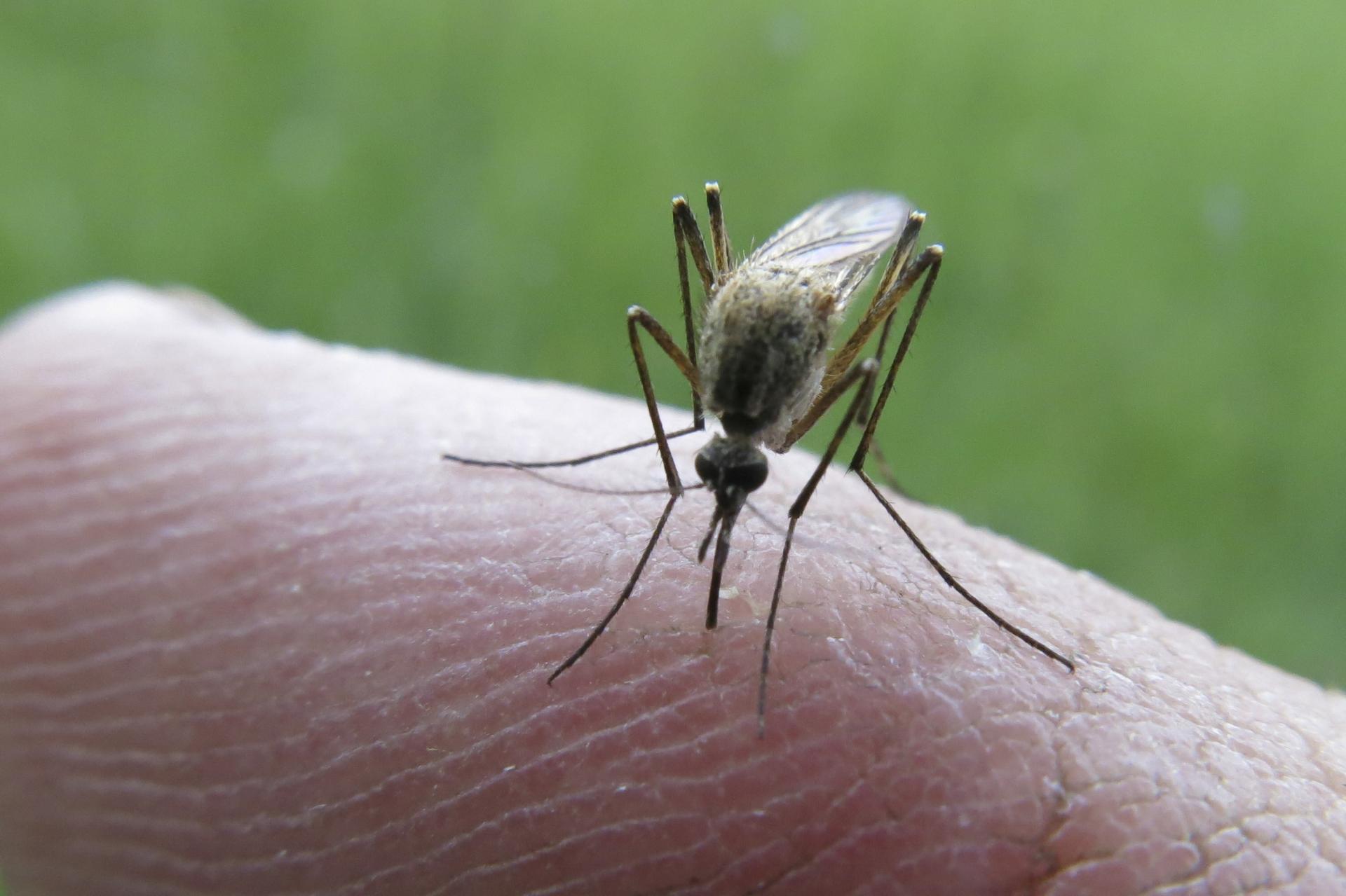 Na ovim će mjestima Sanitat večeras obaviti zamagljivanje protiv komaraca, obratite pažnju na…
