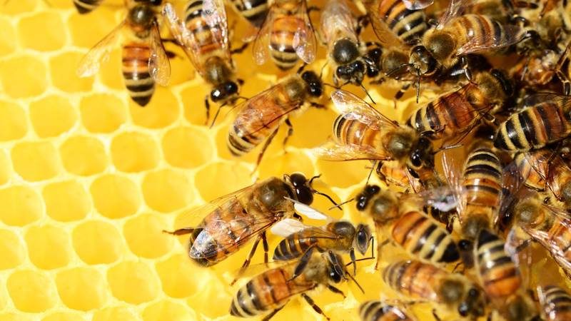 Udruga pčelara: Pomor pčela kod Vukovara dogodio se zbog korištenja zabranjenih pesticida