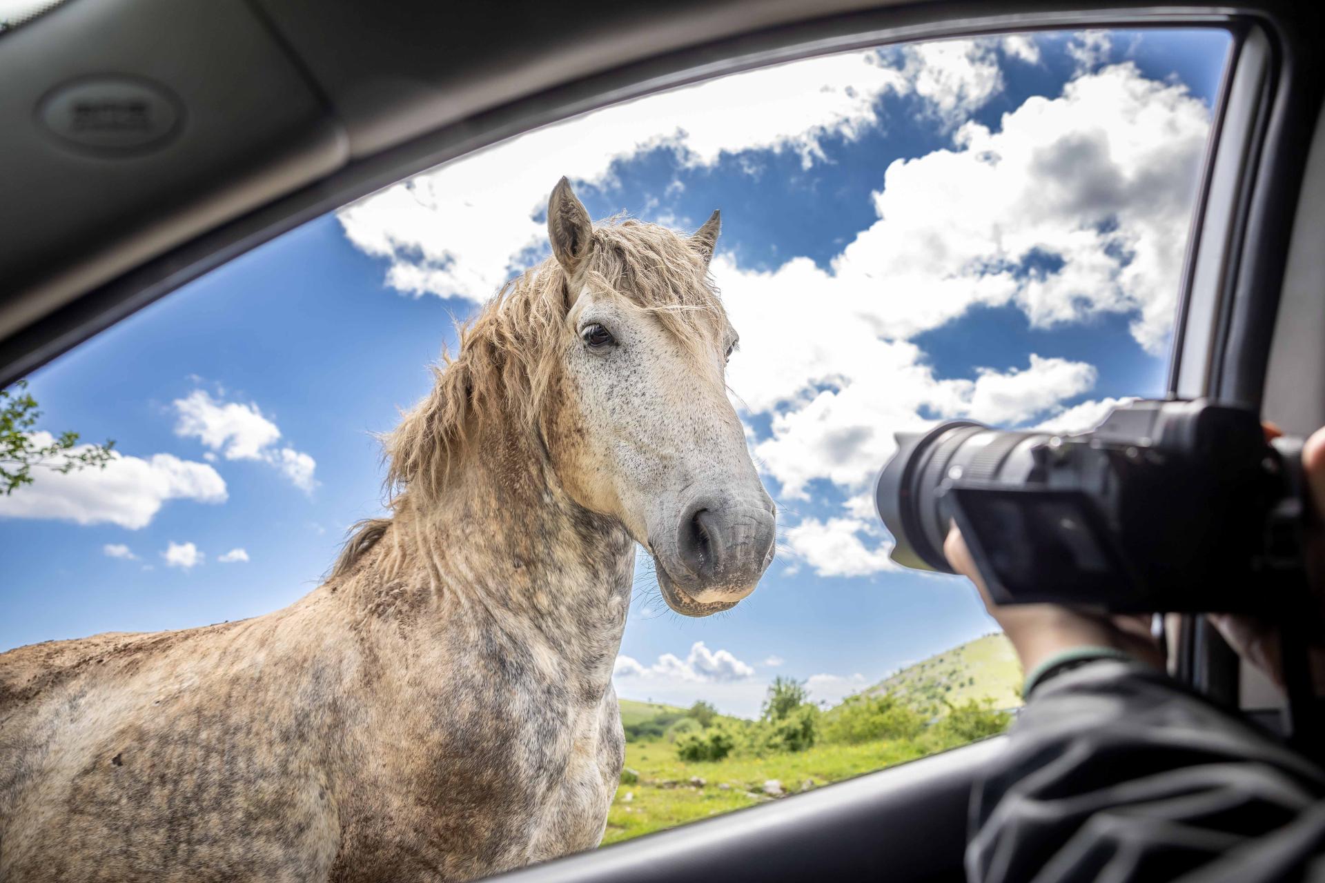 Imate li dobru fotografiju iz poljoprivrede, prirode, životinja ili ruralnih običaja – evo prilike da se njome pohvalite i osvojite vrijedne nagrade!