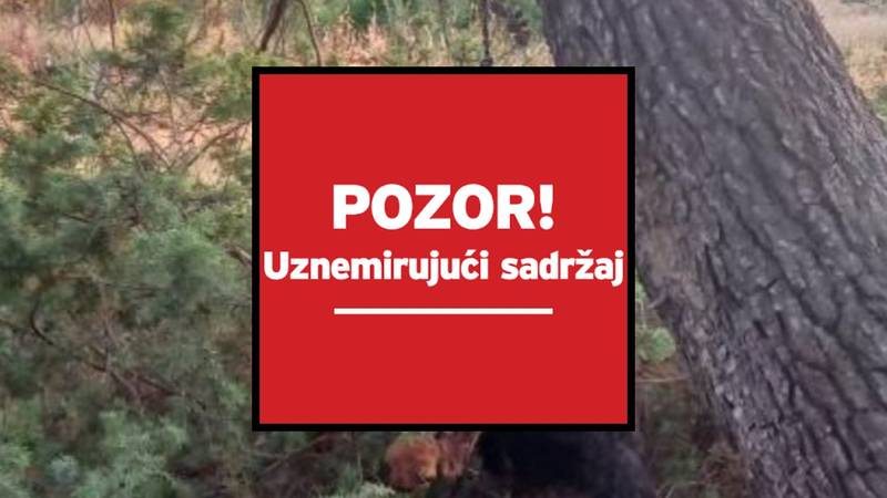 STRAVA! Neki bolesnik objesio je rotvajlera u Zadru. Policija za 24sata: Istražujemo sve!