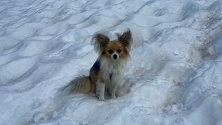 Chihuahua vodi spas prema svom gospodaru koji je pao u pukotinu