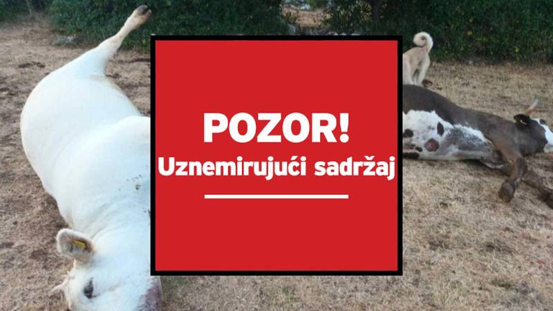 UZNEMIRUJUĆE Misteriozni pomor stoke u Zagori: ‘U deset dana ostao sam bez 11 krava!’