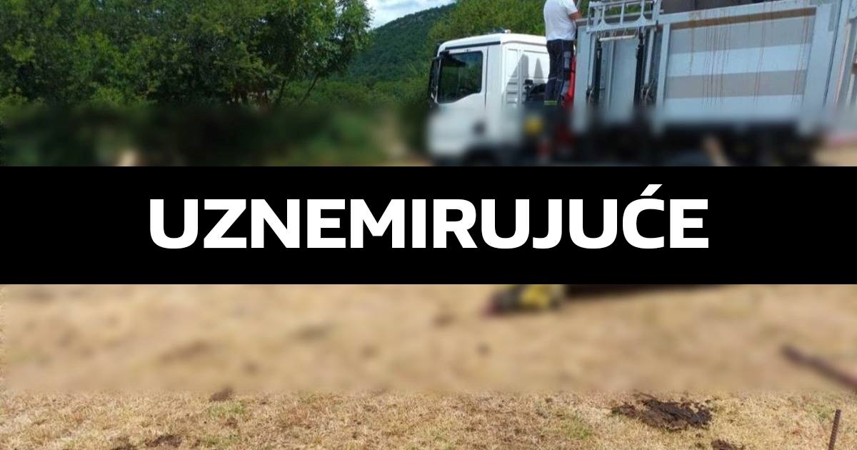 Pomor stoke u Zagori. Stočar: U deset dana ostao sam bez jedanaest krava