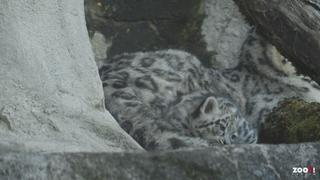 Tri leopardeauxa poduzimaju svoje prve korake u zoološkom vrtu u Zürichu