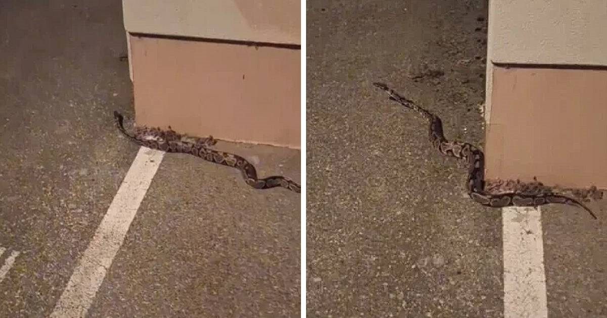VIDEO Kraljevski piton lutao po Zagrebu