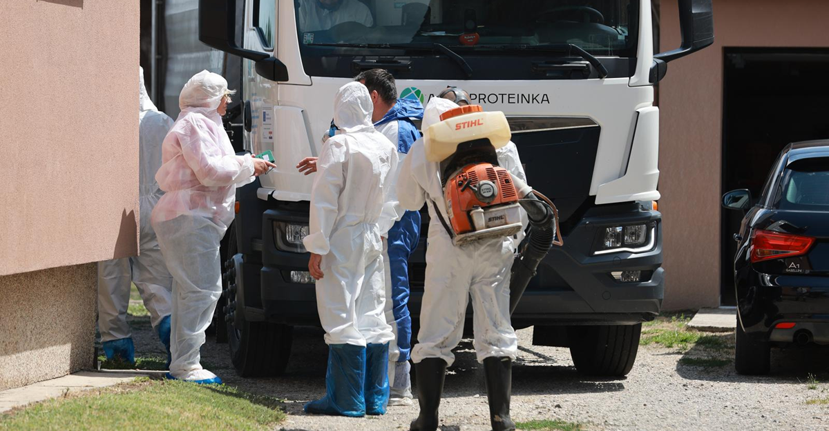 Novi slučajevi afričke svinjske kuge u Slavoniji