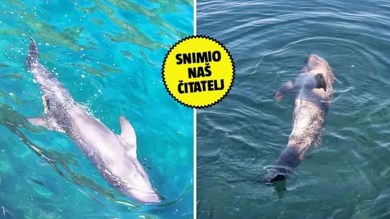 Stručnjak o ozlijeđenom dupinu: ‘Tjednima umire u agoniji. Nije otplivao, otplutao je do Italije’