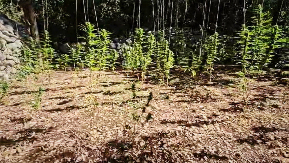 U Zaostrogu pronađena plantaža marihuane